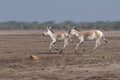 Indian wild ass LRK gujarat Royalty Free Stock Photo